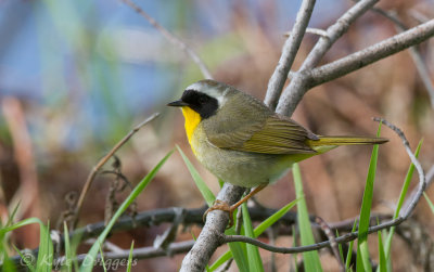 Common Yellowthroat