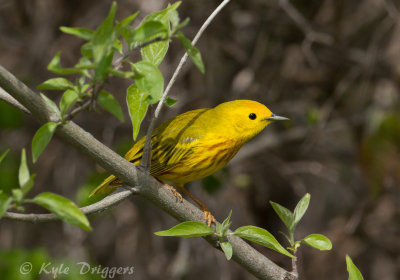 Yellow Warbler