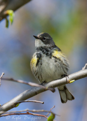 Yellow-rumped Warbler