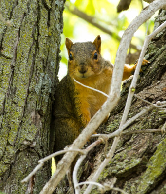 Eastern Fox Squirrel