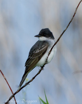 Eastern Kingbird