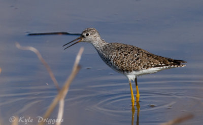 Lesser Yellowlegs