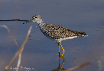 Lesser Yellowlegs