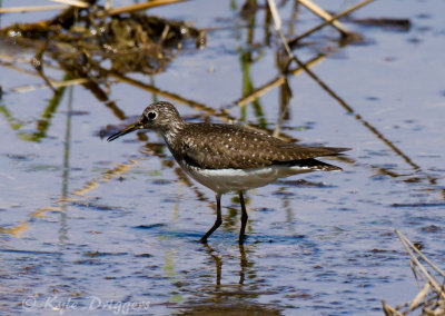 Solitary Sandpiper