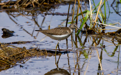 Solitary Sandpiper