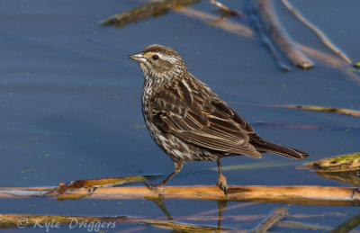 Red-winged Blackbird (female)