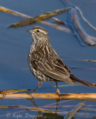Red-winged Blackbird (female)