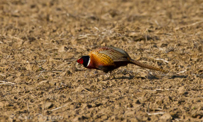 Ring-necked Pheasant