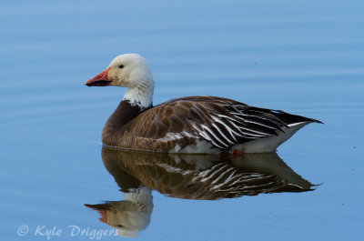 Snow Goose
