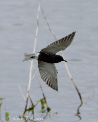 Black Tern