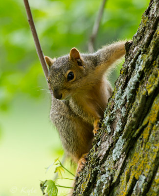 Eastern Fox Squirrel