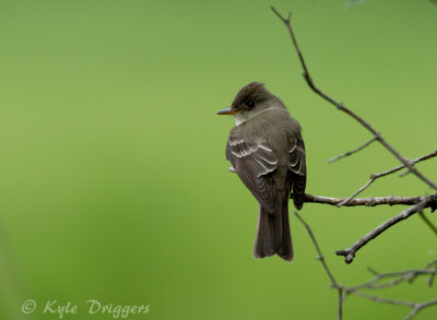 Eastern Wood-Pewee