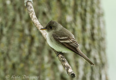 Eastern Wood-Pewee
