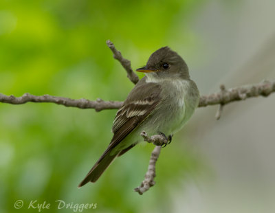 Eastern Wood-Pewee