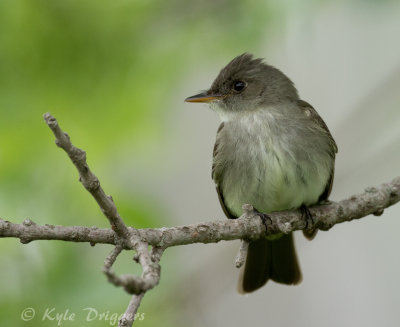 Eastern Wood-Pewee