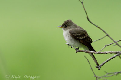 Eastern Wood-Pewee