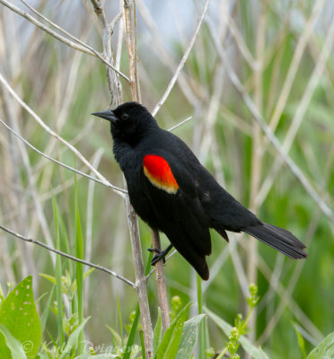 Red-winged Blackbird