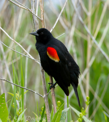Red-winged Blackbird