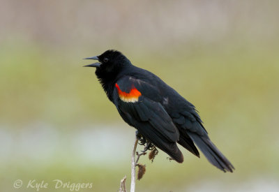 Red-winged Blackbird