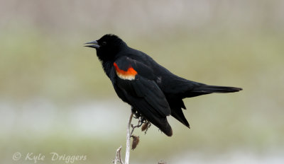 Red-winged Blackbird