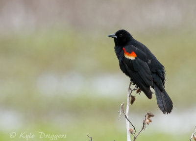 Red-winged Blackbird