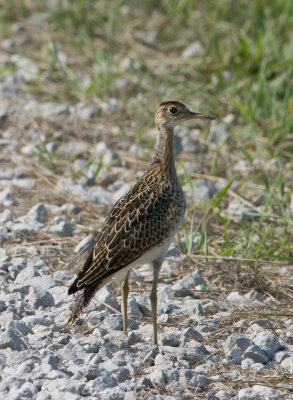 Upland Sandpiper