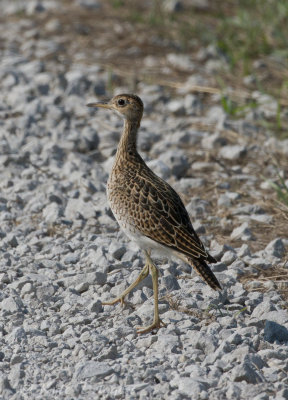 Upland Sandpiper
