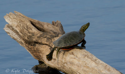 Western Painted Turtle