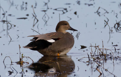 Gadwall