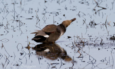 Gadwall