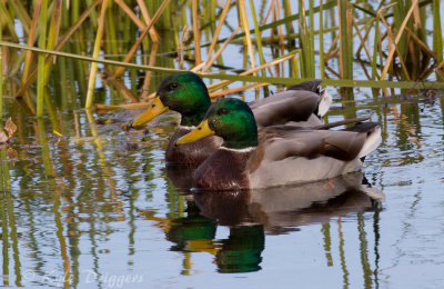 Mallard