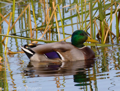 Mallard
