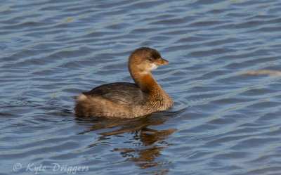 Pied-billed Grebe