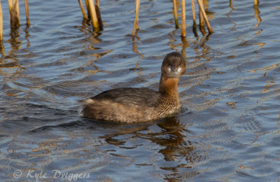 Pied-billed Grebe