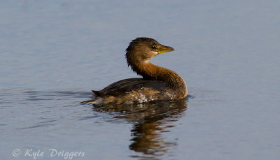 Pied-billed Grebe