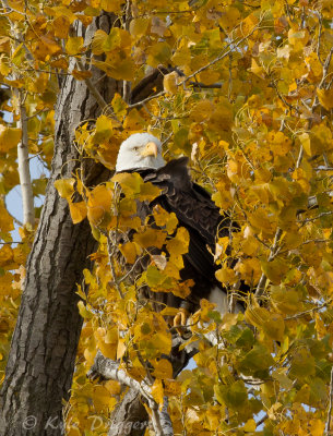 Bald Eagle