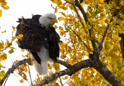 Bald Eagle
