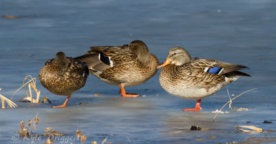Mallard