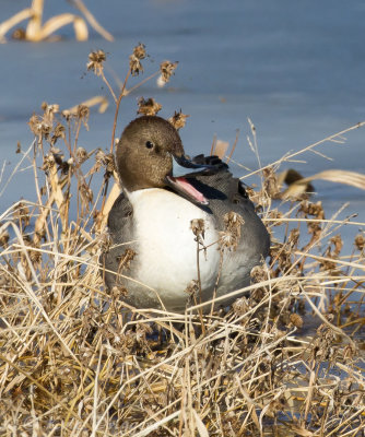 Northern Pintail
