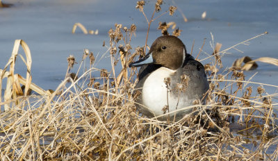 Northern Pintail