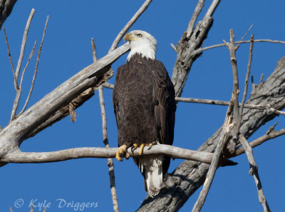Bald Eagle