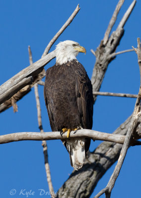 Bald Eagle
