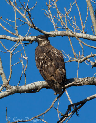 Bald Eagle
