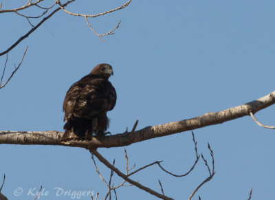 Harlan's Hawk (Dark adult)