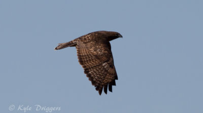 Harlan's Hawk (Dark adult)