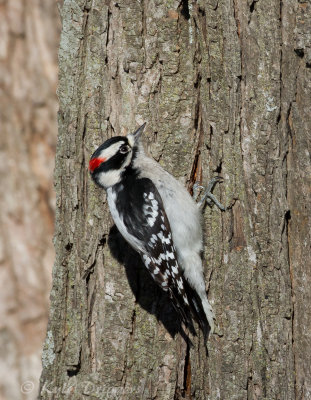Downy Woodpecker