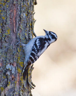 Downy Woodpecker (female)