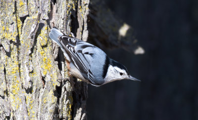 Squaw Creek NWR