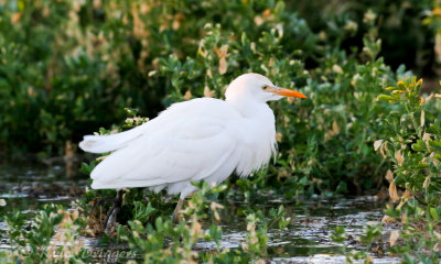 Cattle Egret
