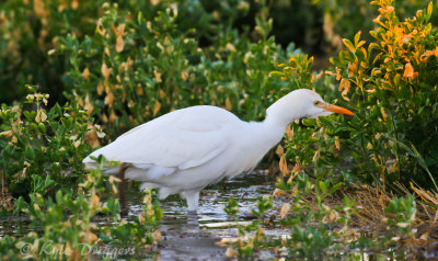 Cattle Egret